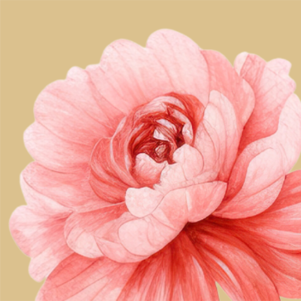 Aux Délices De Camil - restaurant CAPESTANG - Restaurant Bistronomique Hérault